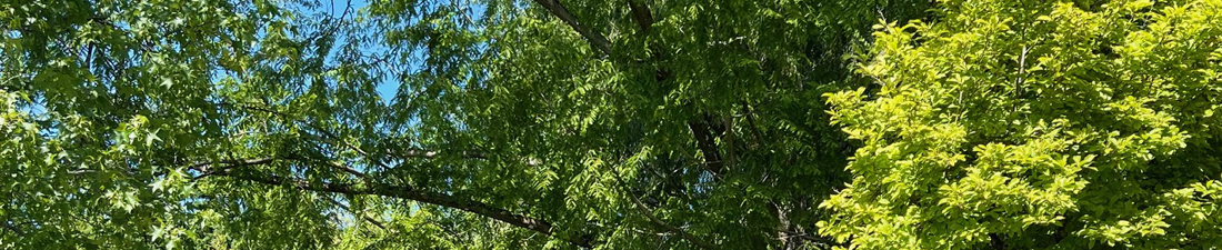 Studio privatif et sa vue imprenable sur les arbres du jardin commun